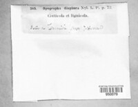 Alyxoria varia image